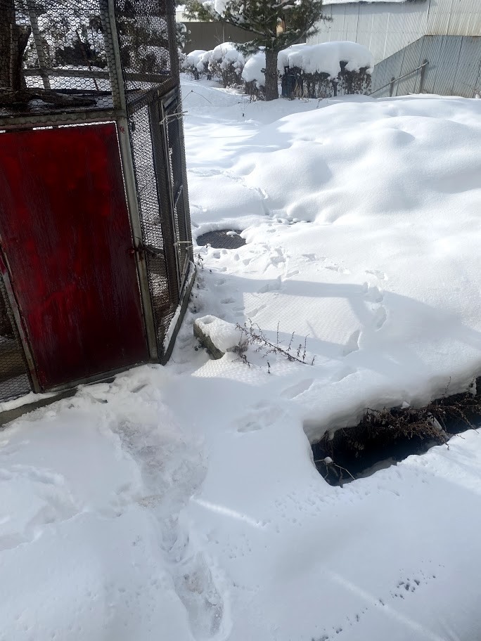 f:id:Naturalhistory:20210110160324j:plain