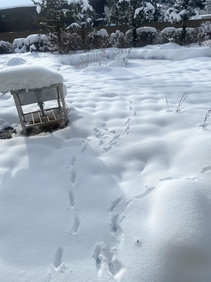 f:id:Naturalhistory:20210110160434j:plain