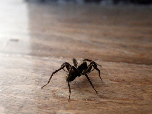 f:id:Naturalhistory:20210115110121j:plain