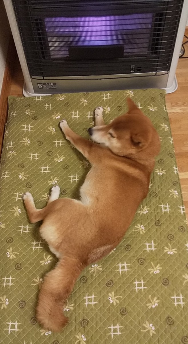 f:id:Naturalhistory:20210116150929j:plain