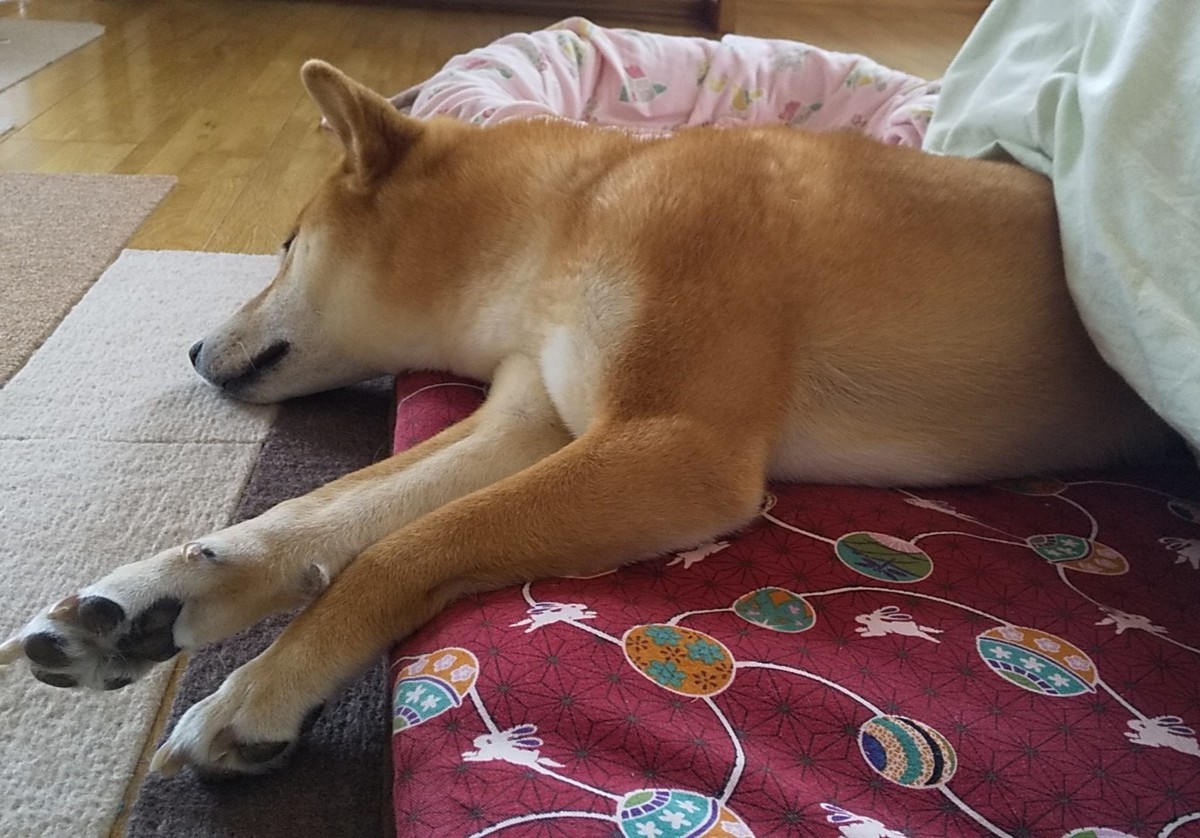 f:id:Naturalhistory:20210116150949j:plain