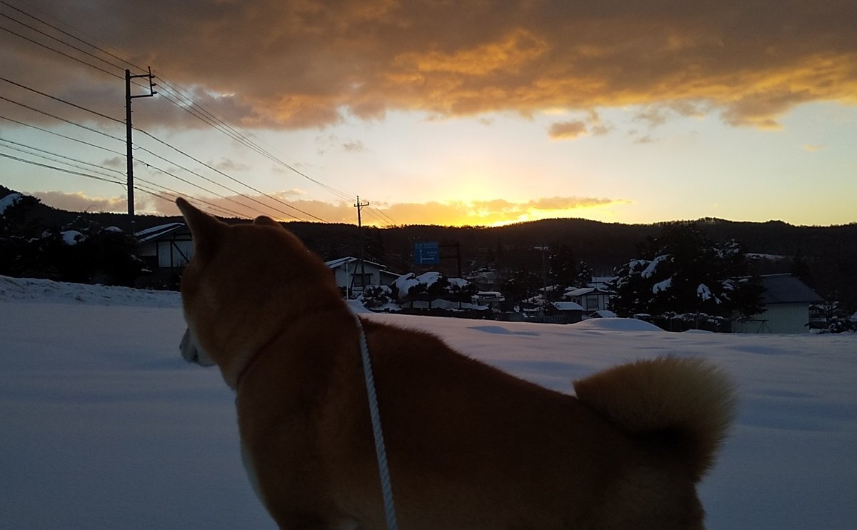 f:id:Naturalhistory:20210116151312j:plain