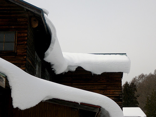 f:id:Naturalhistory:20210122123647j:plain