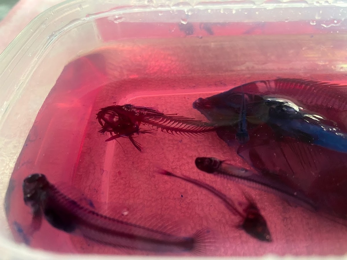 f:id:Naturalhistory:20210123161942j:plain