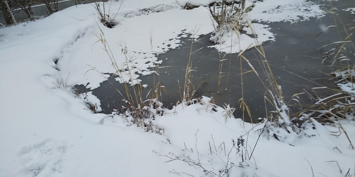 f:id:Naturalhistory:20210129155243j:plain