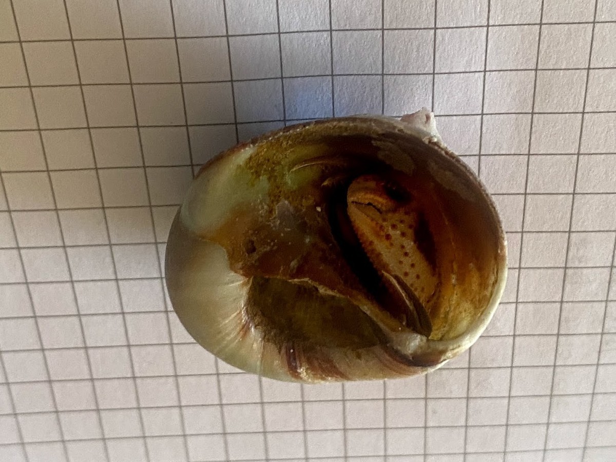 f:id:Naturalhistory:20210203161939j:plain