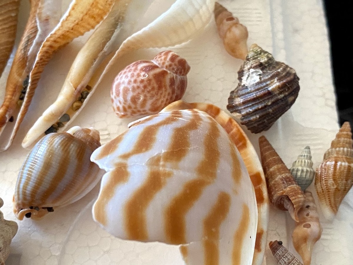 f:id:Naturalhistory:20210203162004j:plain
