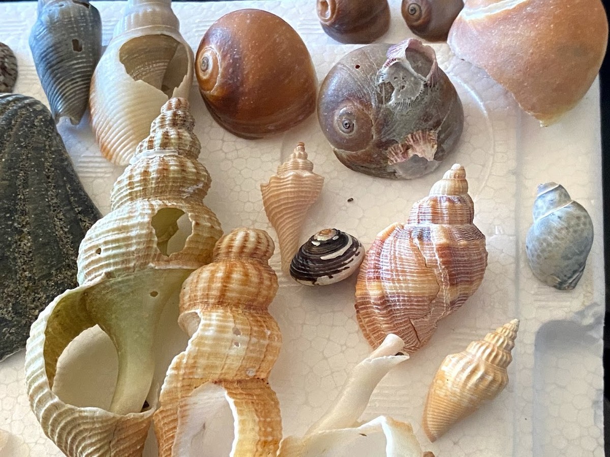f:id:Naturalhistory:20210203162009j:plain