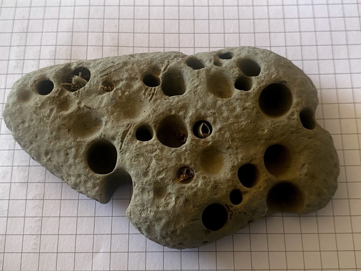 f:id:Naturalhistory:20210203162851j:plain