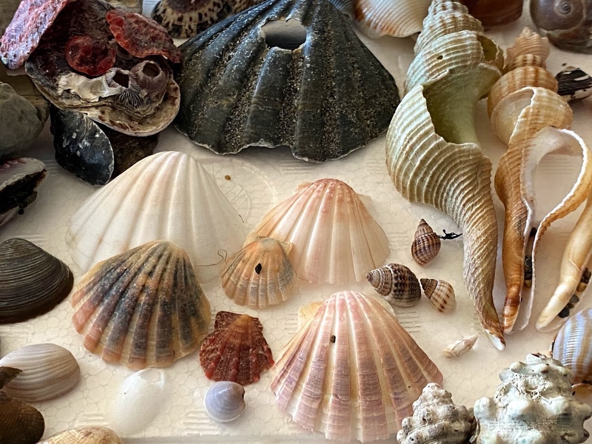 f:id:Naturalhistory:20210203163001j:plain