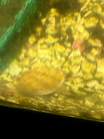 f:id:Naturalhistory:20210203163625j:plain