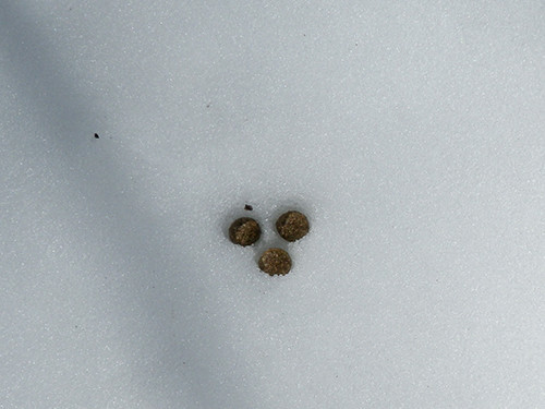 f:id:Naturalhistory:20210213114810j:plain
