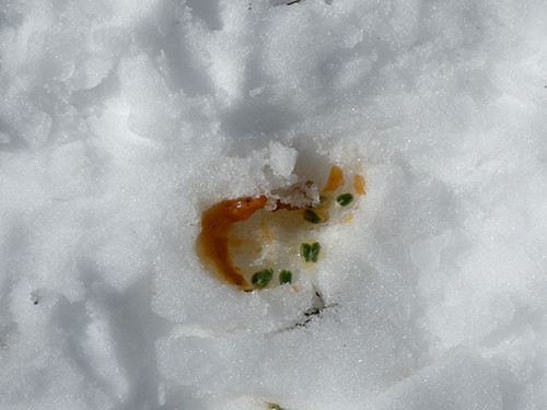 f:id:Naturalhistory:20210213122717j:plain