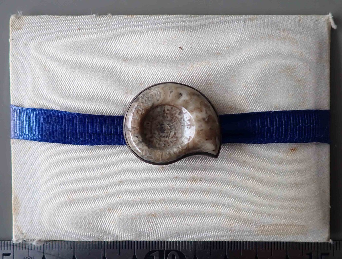 f:id:Naturalhistory:20210217125832j:plain