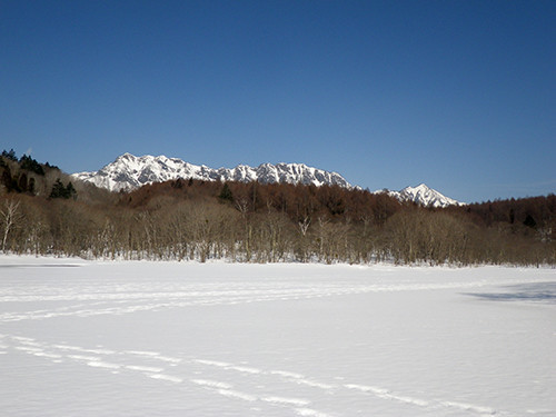 f:id:Naturalhistory:20210222095209j:plain