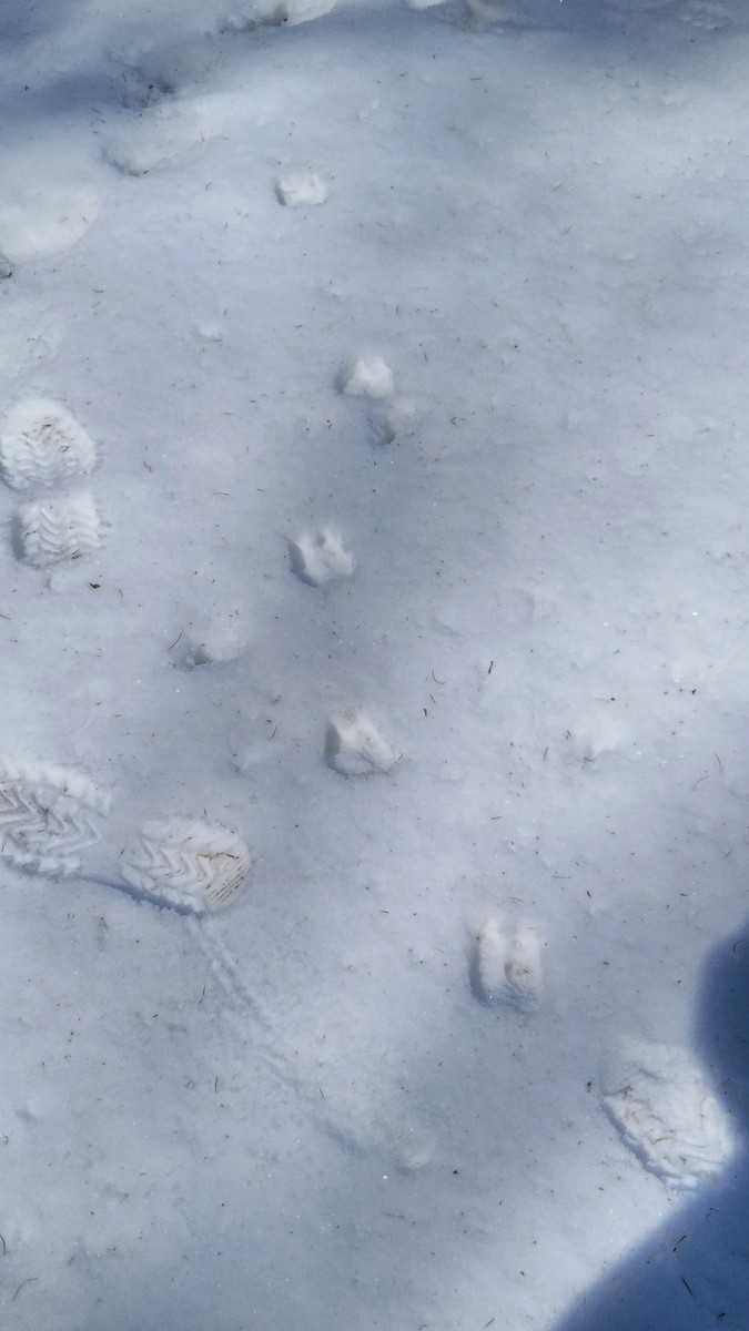 f:id:Naturalhistory:20210228112836j:plain