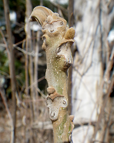 f:id:Naturalhistory:20210304132202j:plain