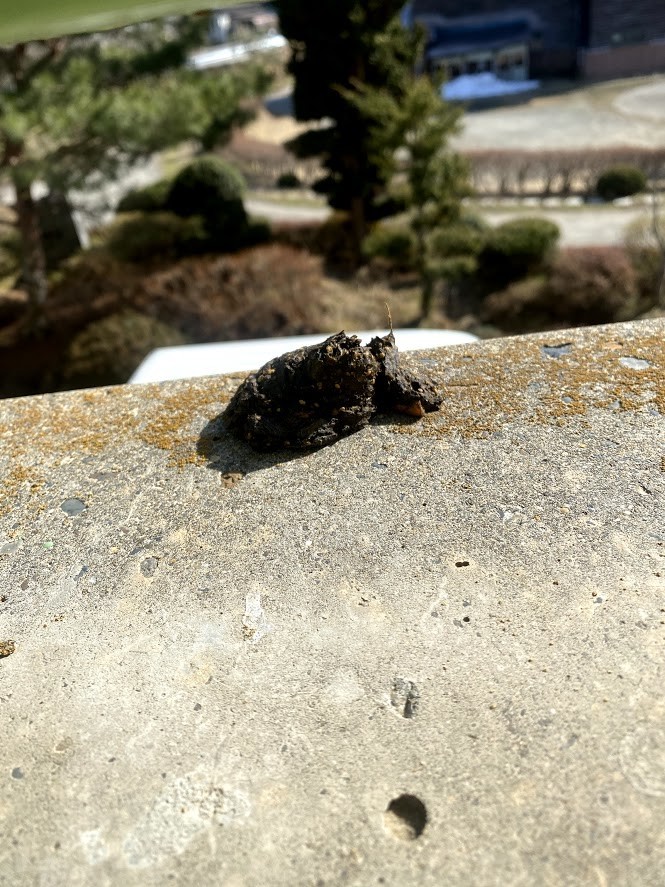 f:id:Naturalhistory:20210310154427j:plain