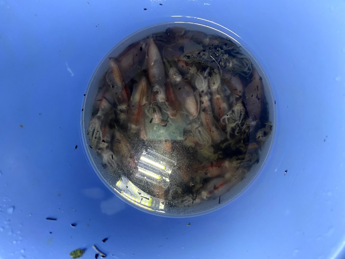 f:id:Naturalhistory:20210316155347j:plain