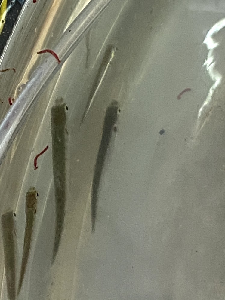 f:id:Naturalhistory:20210316155722j:plain