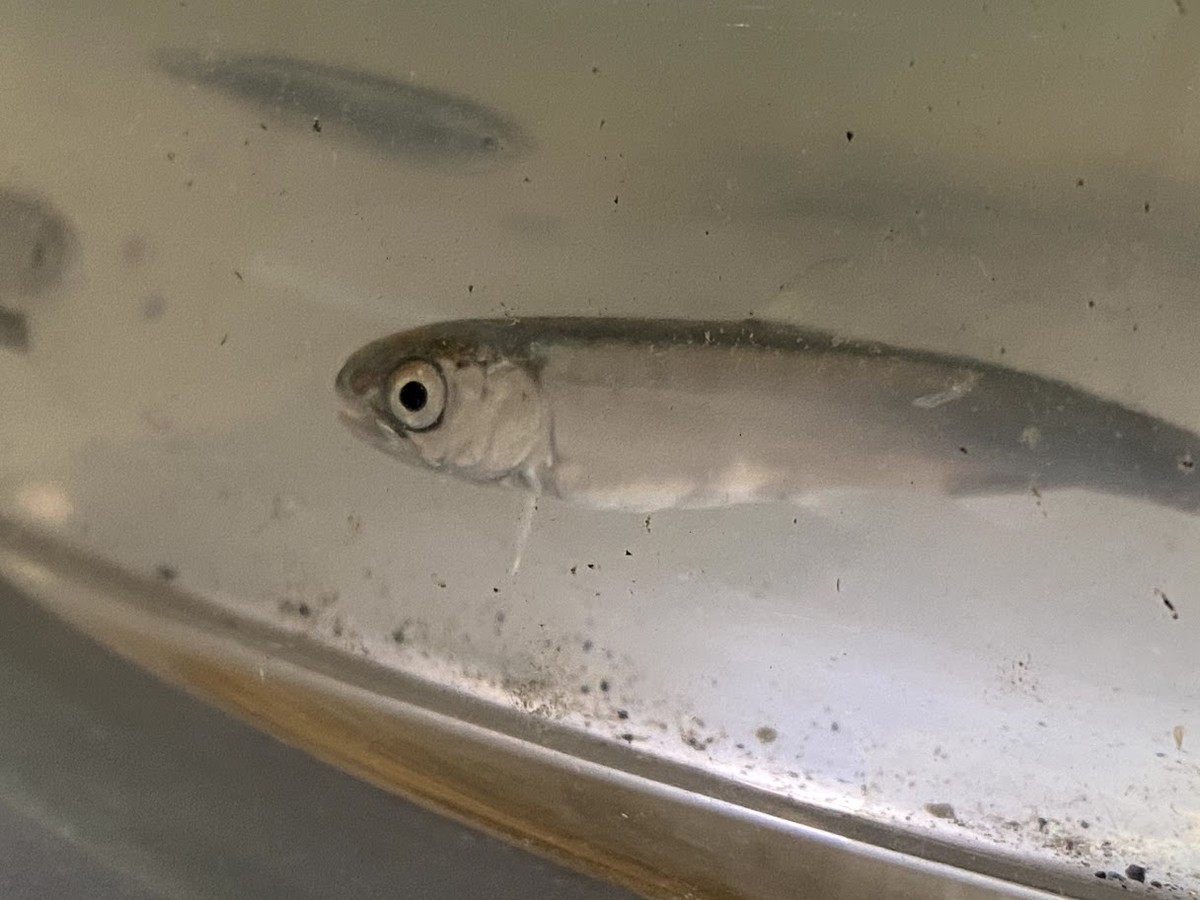 f:id:Naturalhistory:20210316155737j:plain