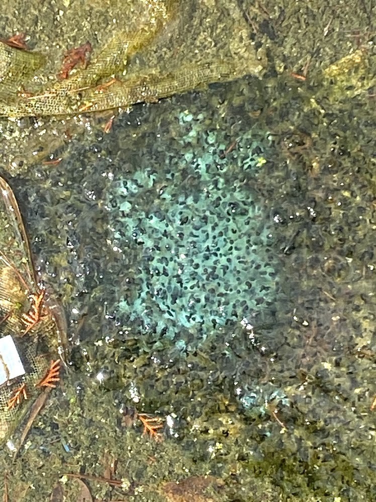 f:id:Naturalhistory:20210325153701j:plain