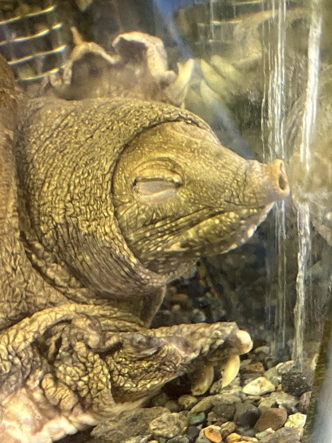 f:id:Naturalhistory:20210325160125j:plain