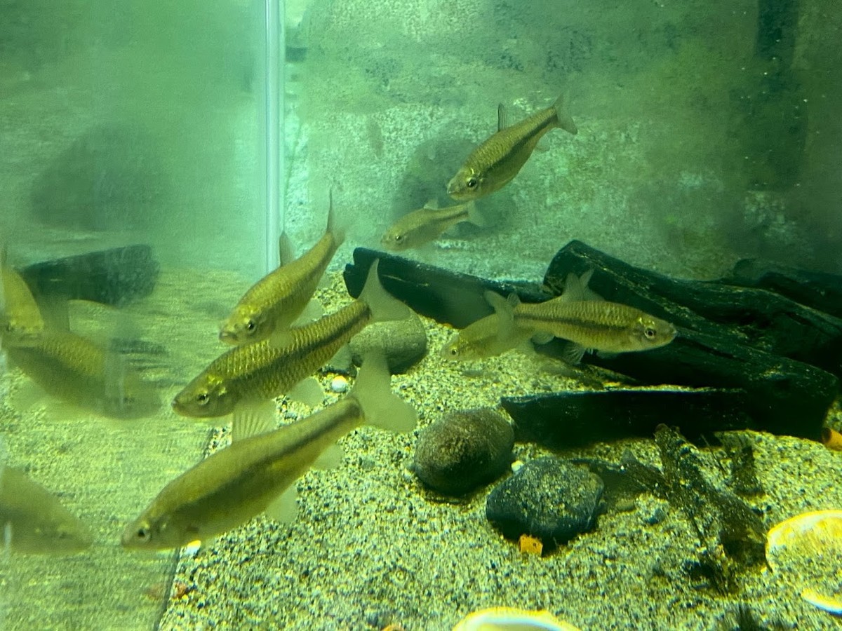 f:id:Naturalhistory:20210325160257j:plain