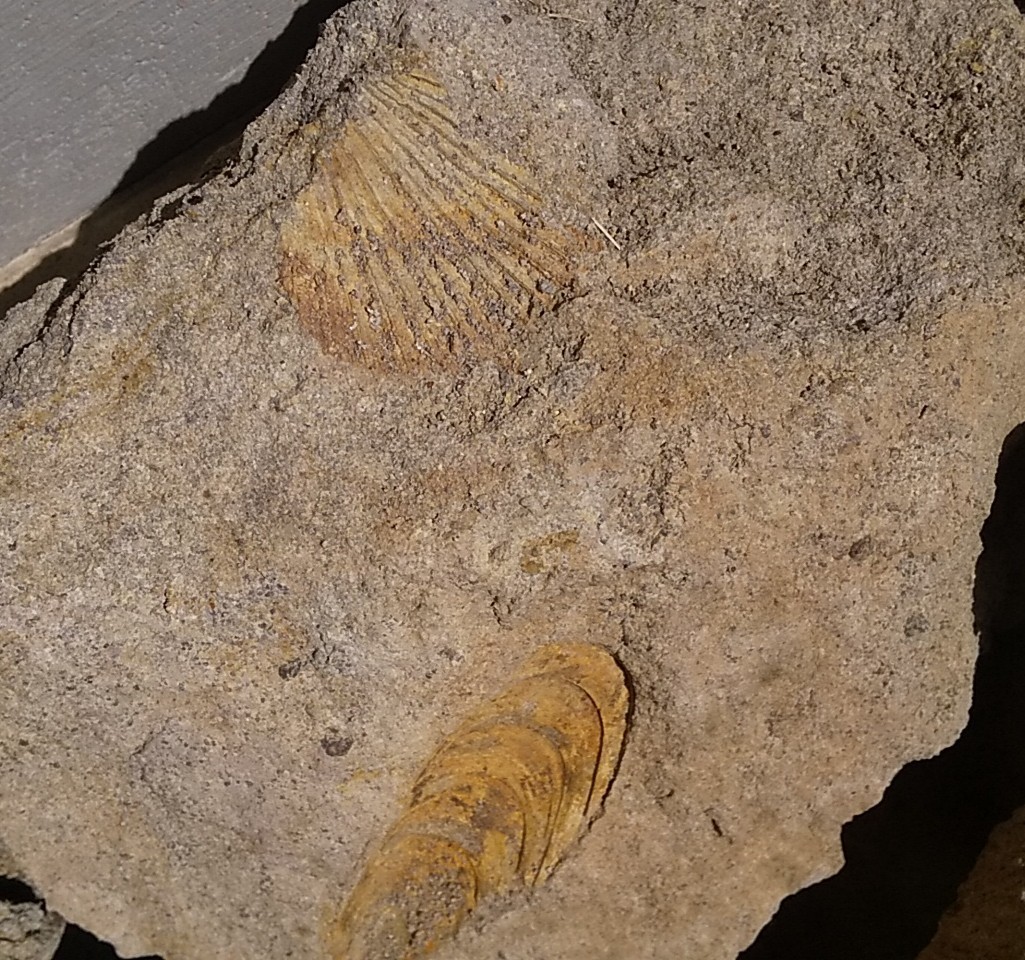 f:id:Naturalhistory:20210401175408j:plain