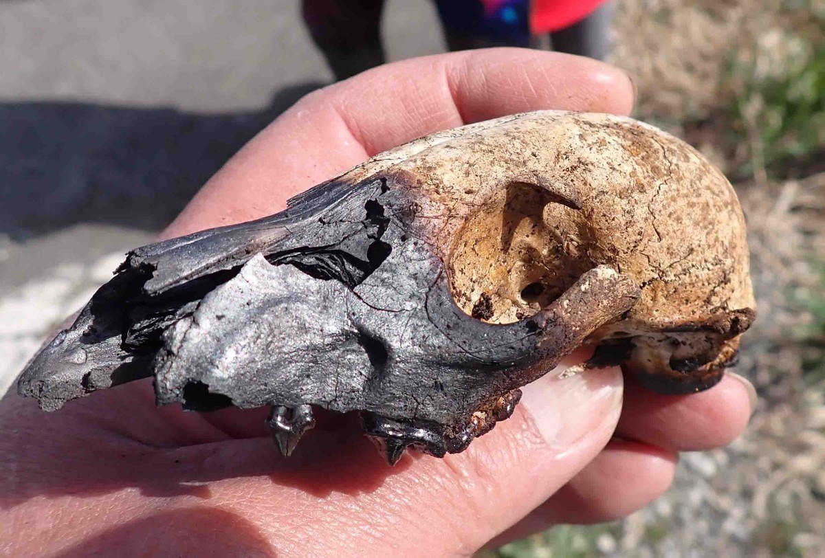 f:id:Naturalhistory:20210410142919j:plain