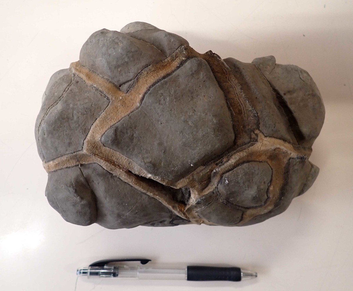 f:id:Naturalhistory:20210414142849j:plain