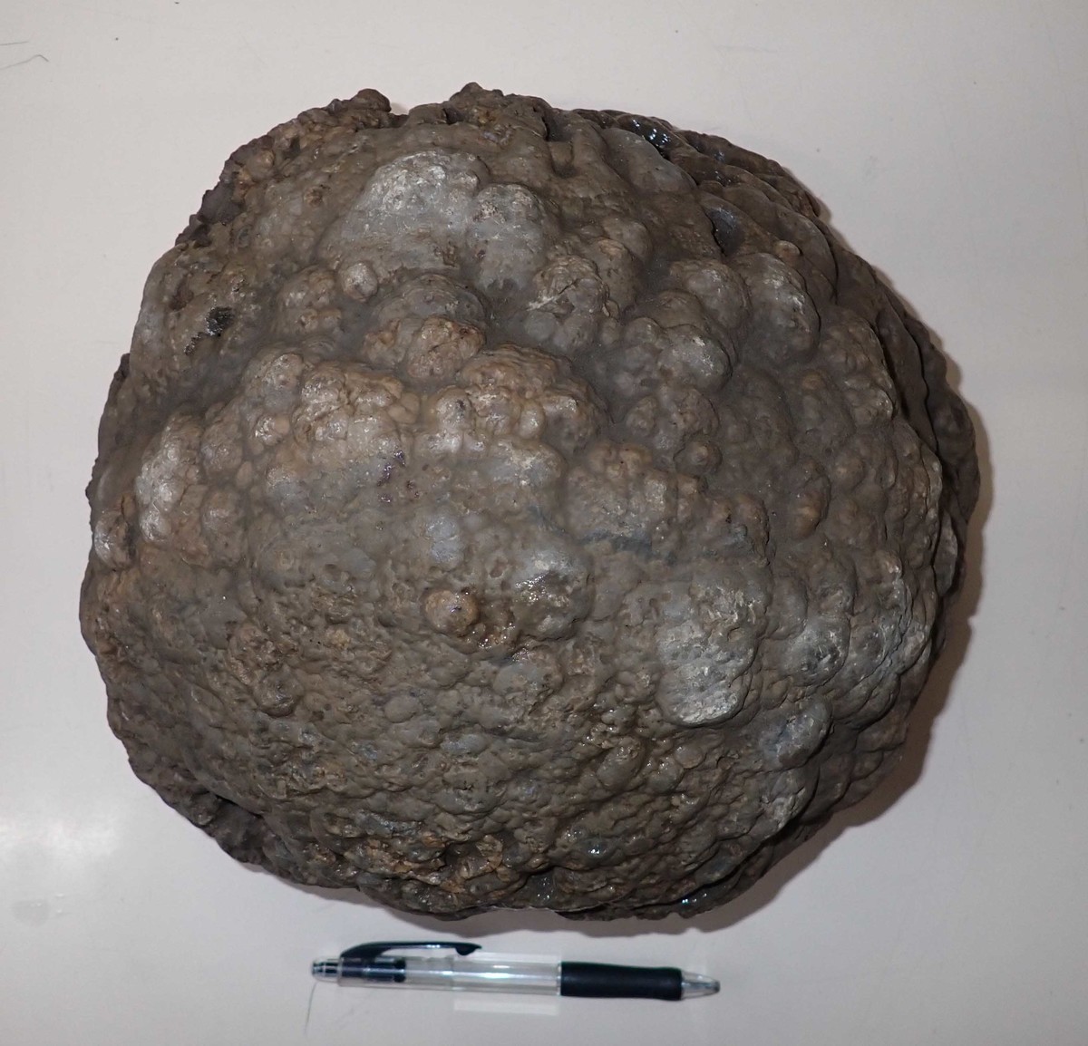 f:id:Naturalhistory:20210414143018j:plain