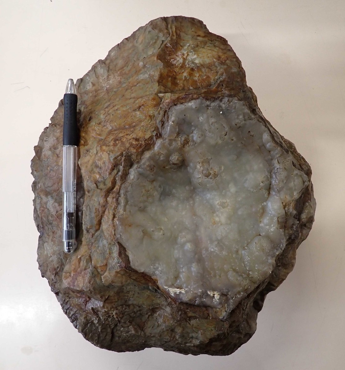 f:id:Naturalhistory:20210414143044j:plain