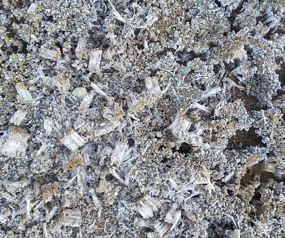 f:id:Naturalhistory:20210415150811j:plain