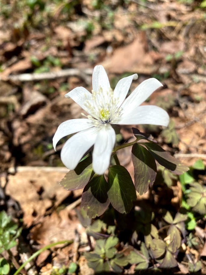 f:id:Naturalhistory:20210422155945j:plain