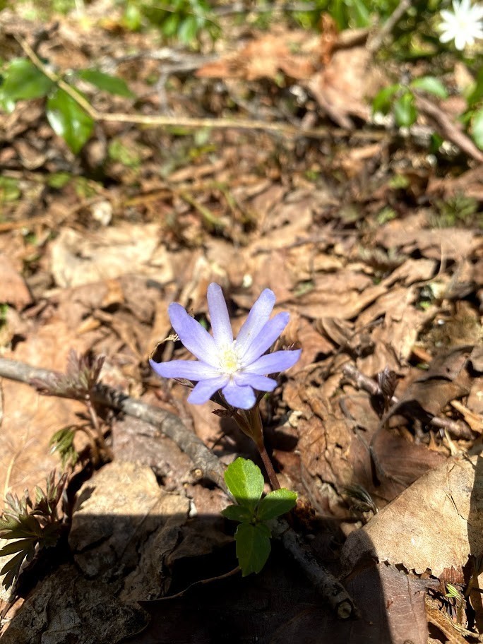 f:id:Naturalhistory:20210422160017j:plain