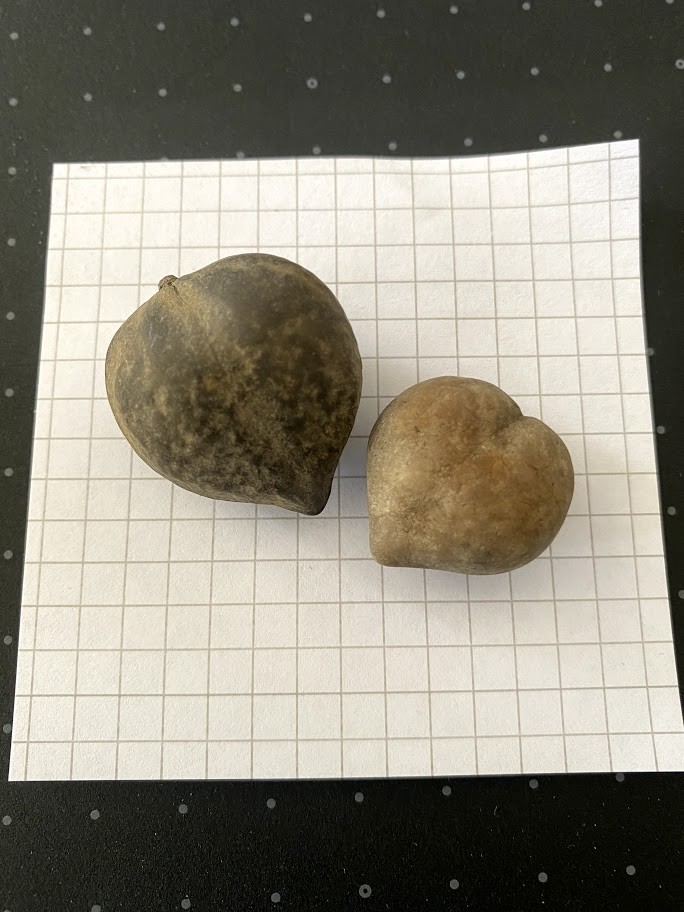f:id:Naturalhistory:20210504161855j:plain