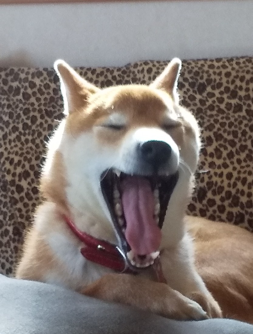 f:id:Naturalhistory:20210510201728j:plain