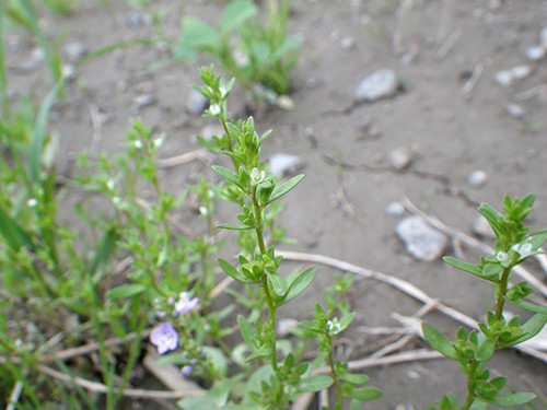 f:id:Naturalhistory:20210517122125j:plain