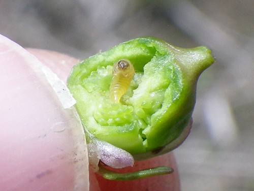f:id:Naturalhistory:20210522105130j:plain