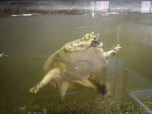 f:id:Naturalhistory:20210525105721j:plain