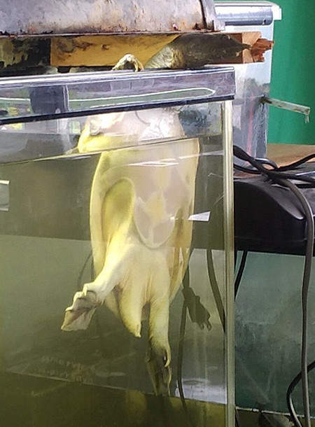 f:id:Naturalhistory:20210525153158j:plain
