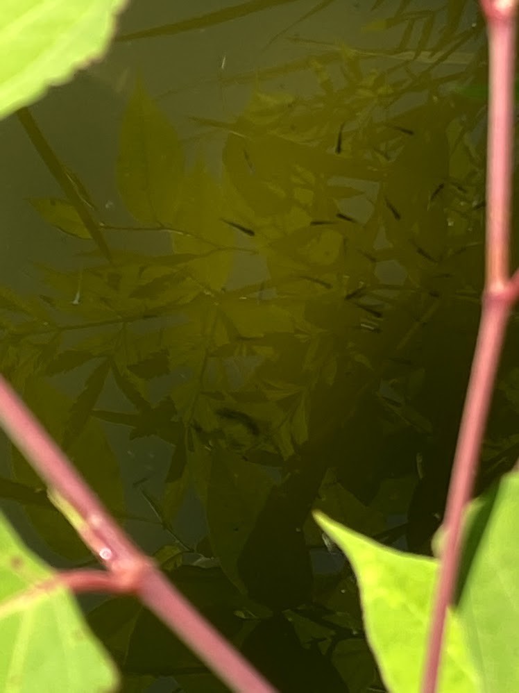 f:id:Naturalhistory:20210609155250j:plain