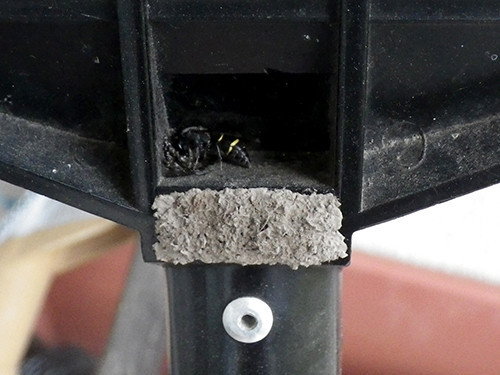 f:id:Naturalhistory:20210612175606j:plain