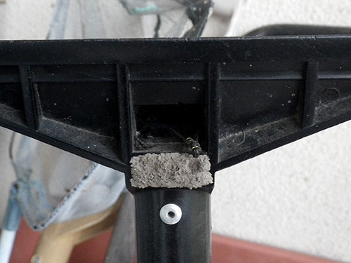 f:id:Naturalhistory:20210612180052j:plain