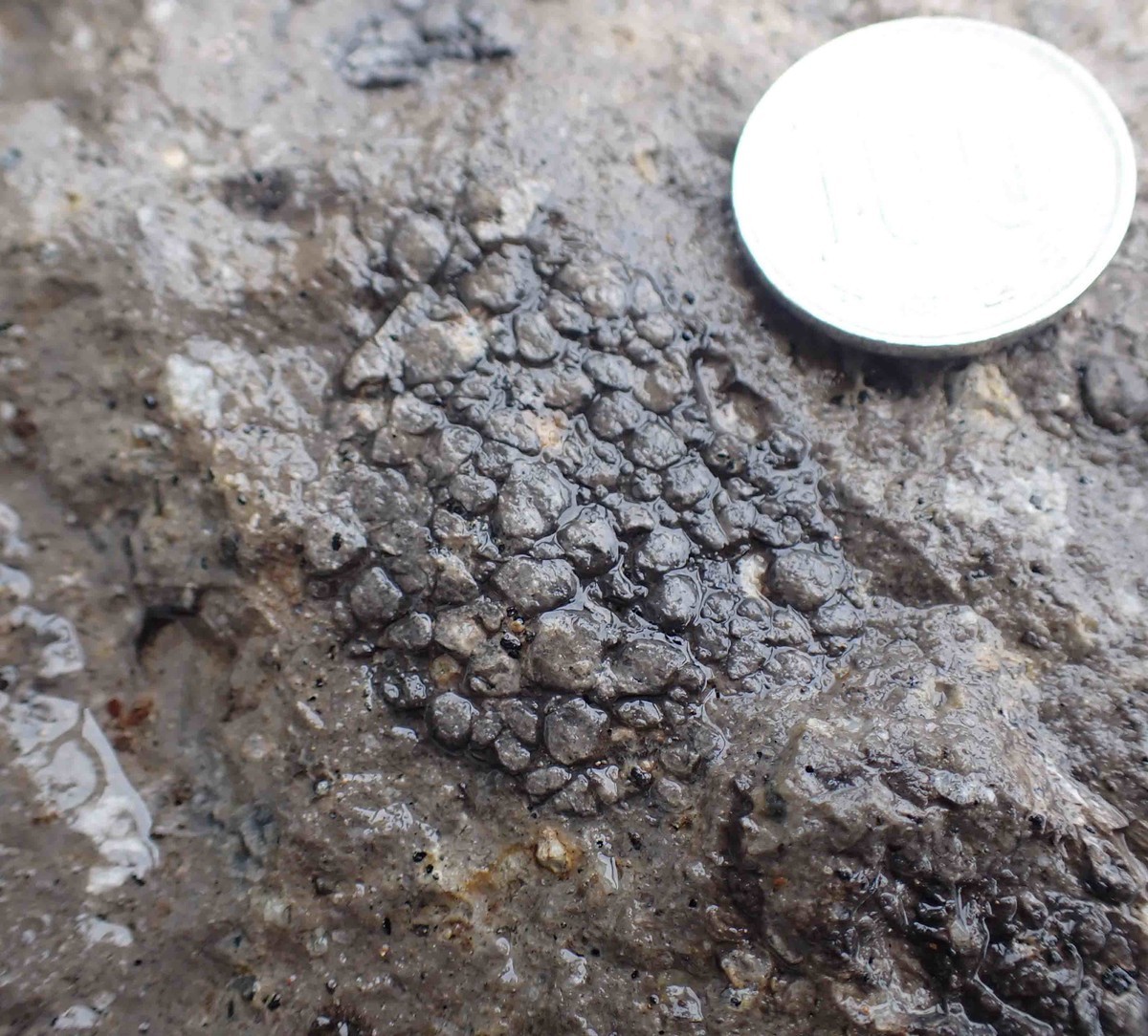 f:id:Naturalhistory:20210616151538j:plain