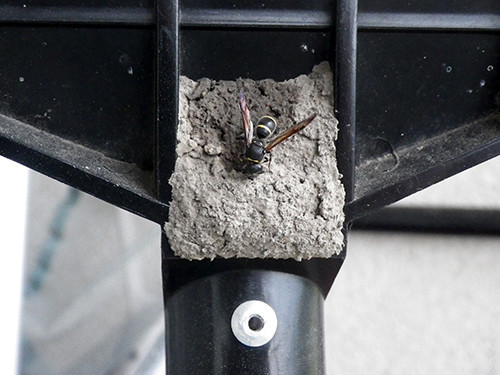 f:id:Naturalhistory:20210618171003j:plain