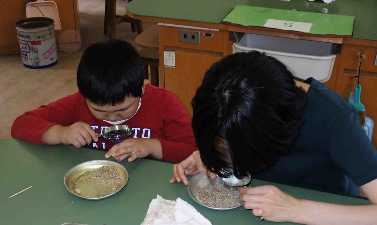 f:id:Naturalhistory:20210620135733j:plain