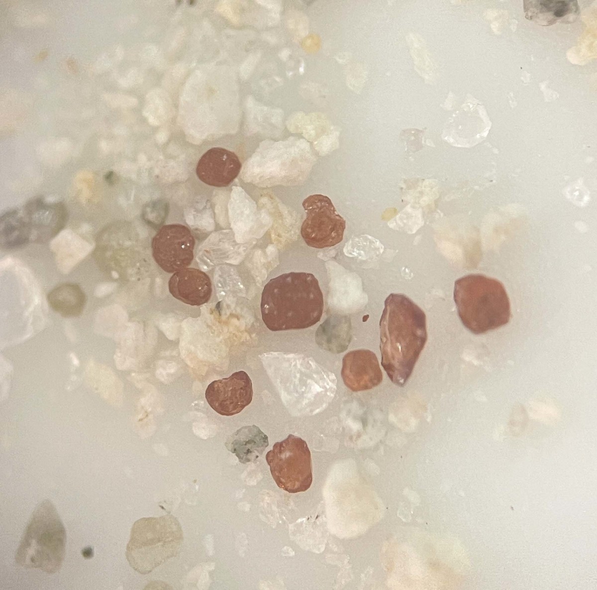 f:id:Naturalhistory:20210620162408j:plain