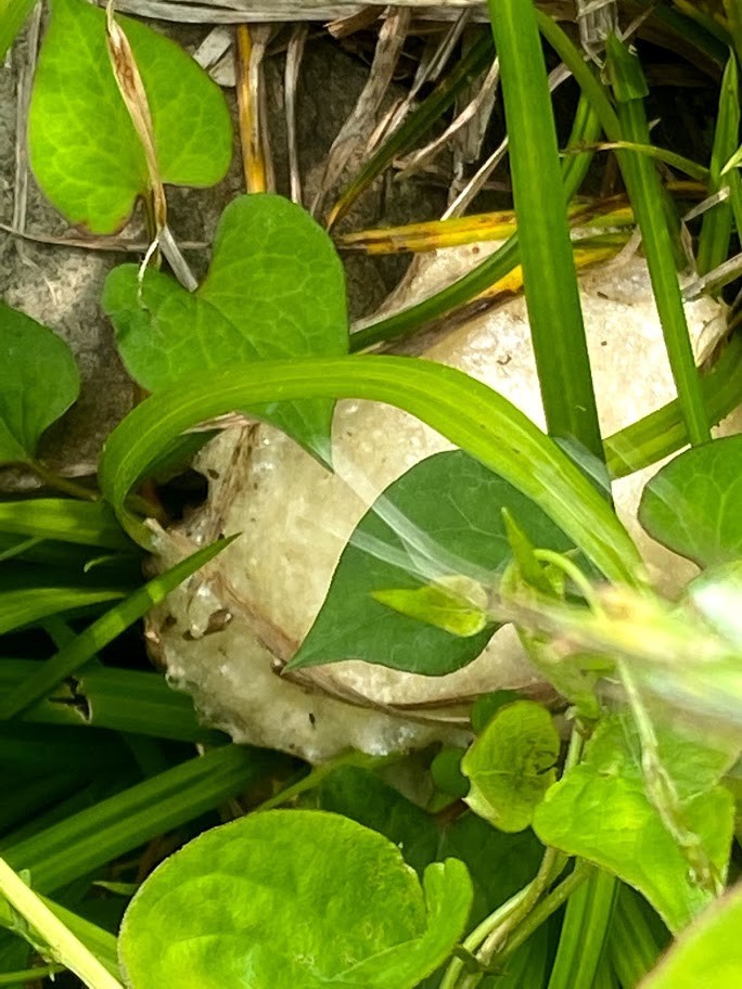 f:id:Naturalhistory:20210622155148j:plain
